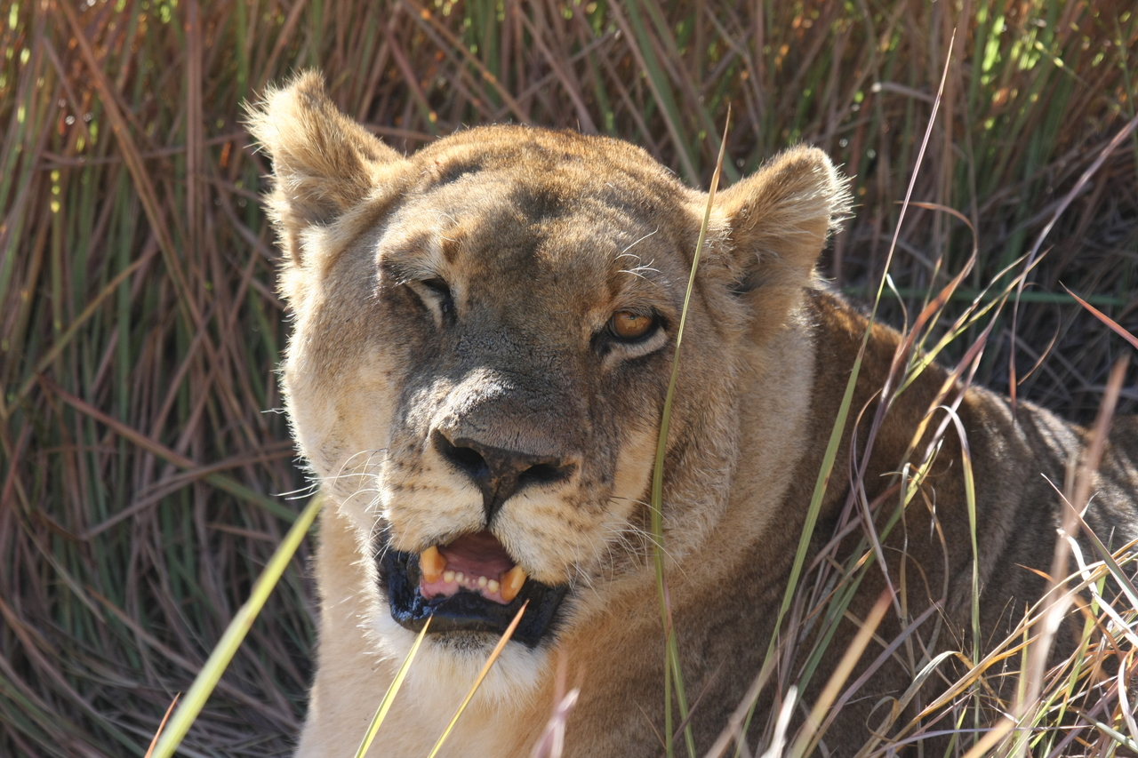 [18893] 2016_06_28_04_18_29_Africa_Canon_EOS_40D_IMG__10232.jpg