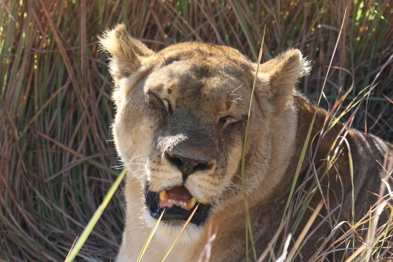 [18903] 2016_06_28_04_18_31_Africa_Canon_EOS_40D_IMG__10237.jpg