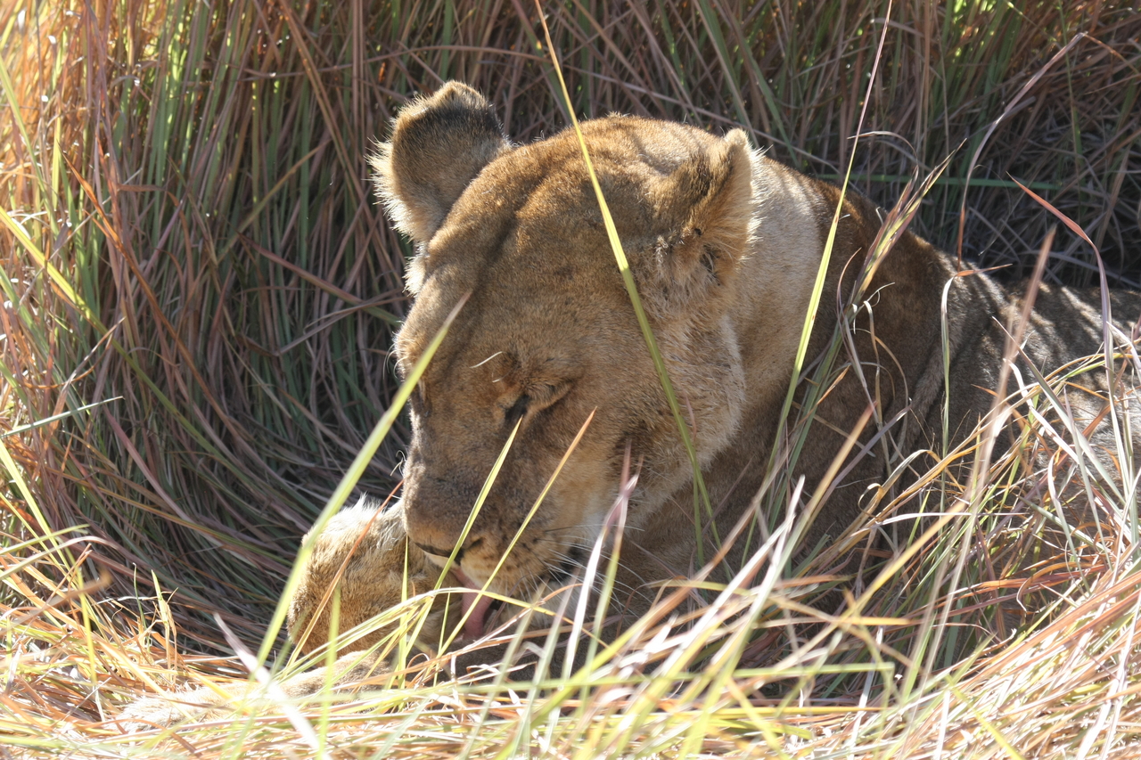 [18929] 2016_06_28_04_18_42_Africa_Canon_EOS_40D_IMG__00414.jpg