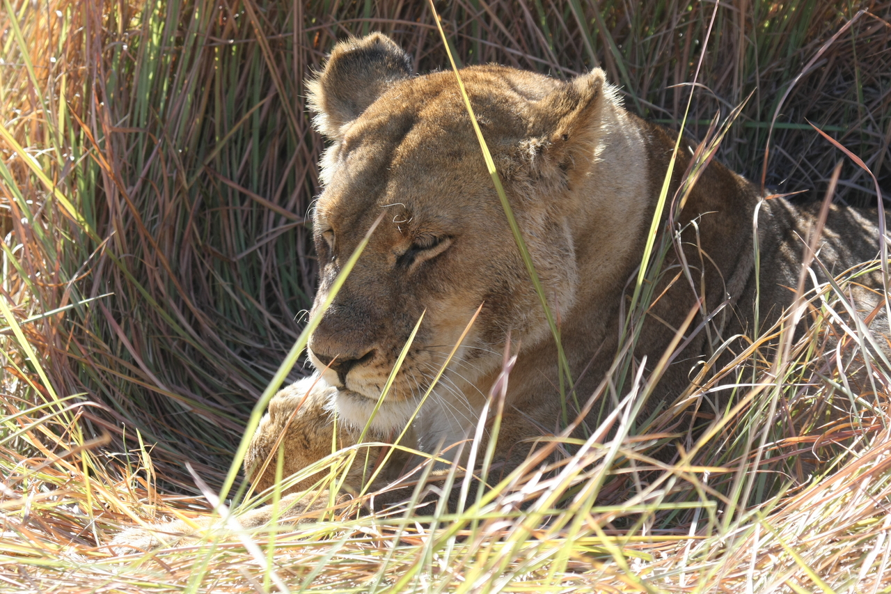 [18940] 2016_06_28_04_18_43_Africa_Canon_EOS_40D_IMG__02804.jpg