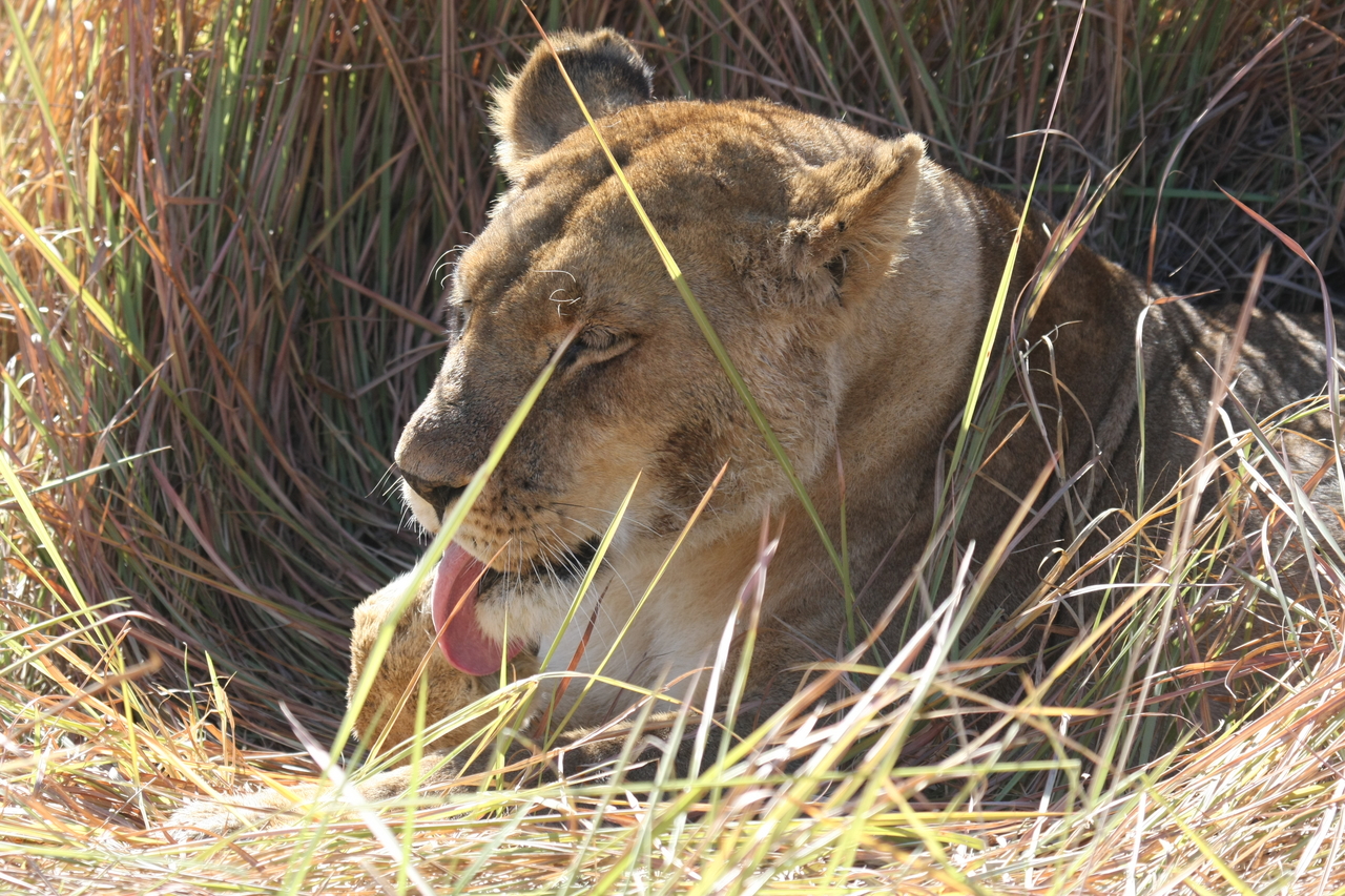 [18941] 2016_06_28_04_18_43_Africa_Canon_EOS_40D_IMG__10250.jpg