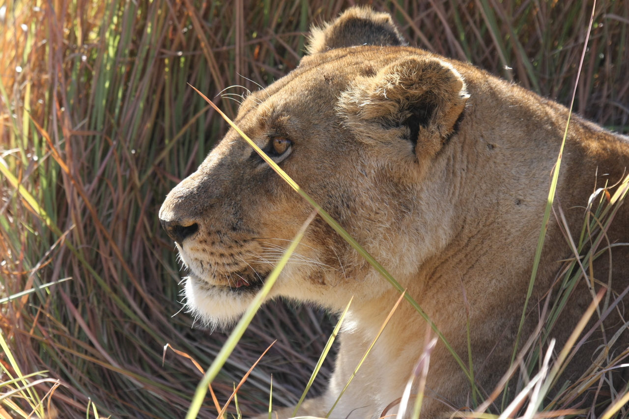 [18949] 2016_06_28_04_18_49_Africa_Canon_EOS_40D_IMG__10252.jpg