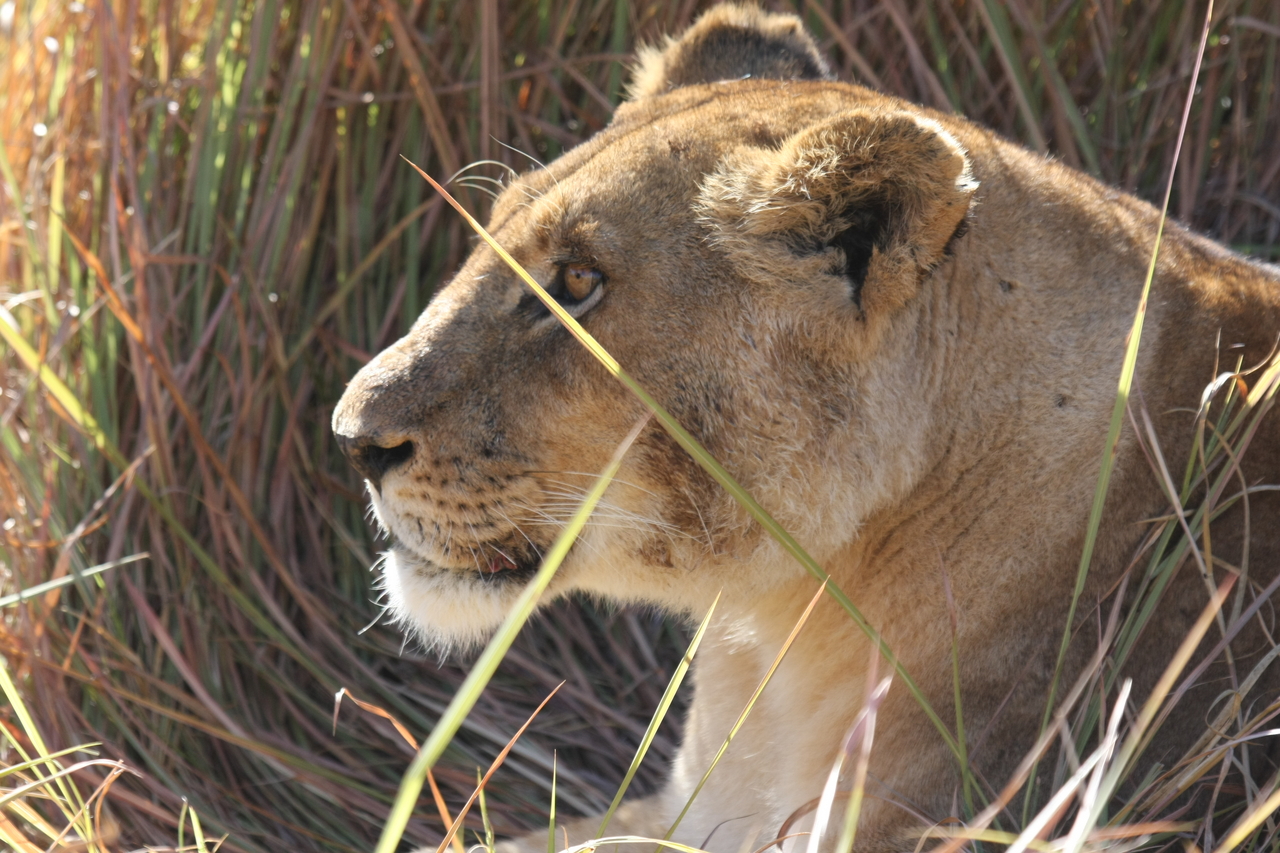 [18950] 2016_06_28_04_18_49_Africa_Canon_EOS_40D_IMG__10253.jpg