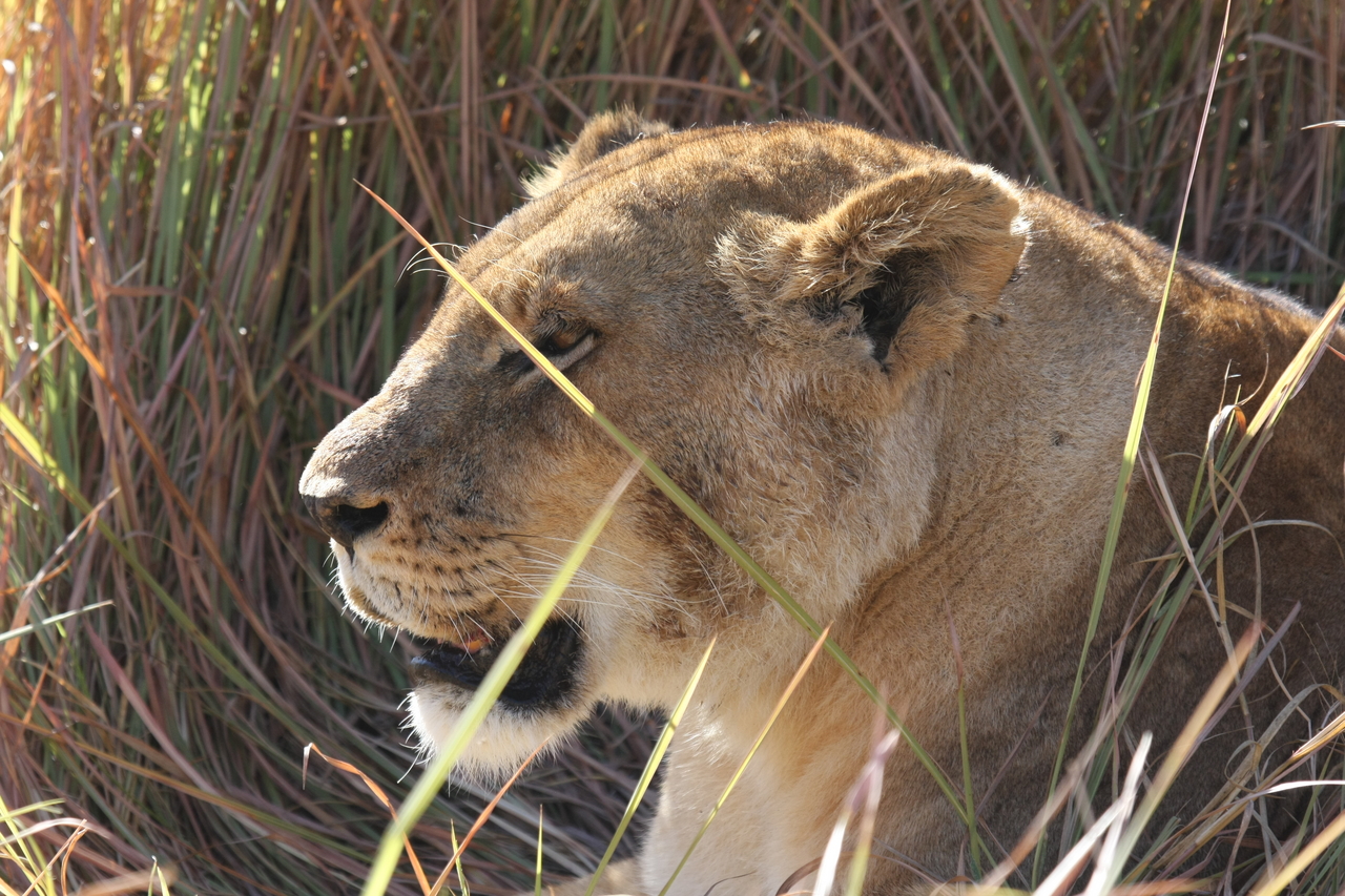 [18959] 2016_06_28_04_18_55_Africa_Canon_EOS_40D_IMG__10256.jpg