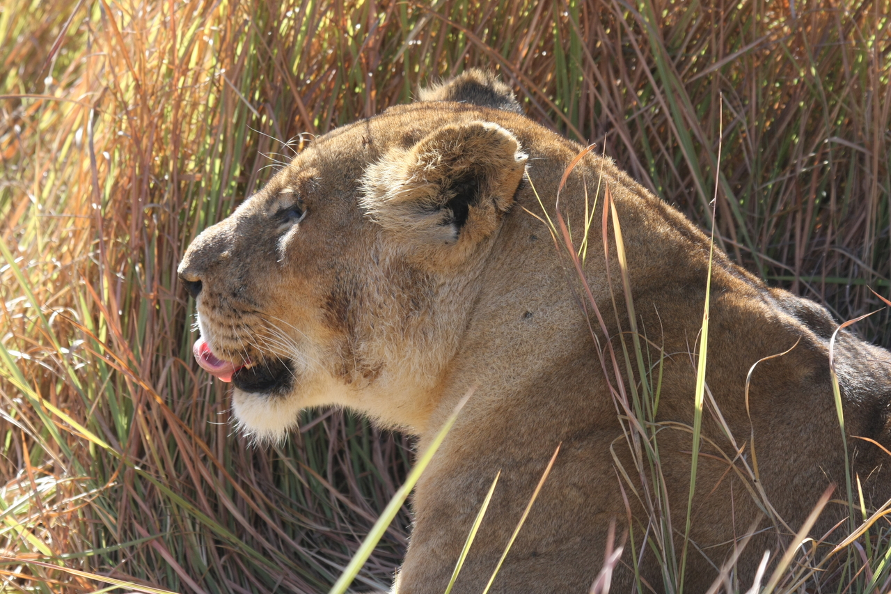 [18961] 2016_06_28_04_19_10_Africa_Canon_EOS_40D_IMG__00425.jpg