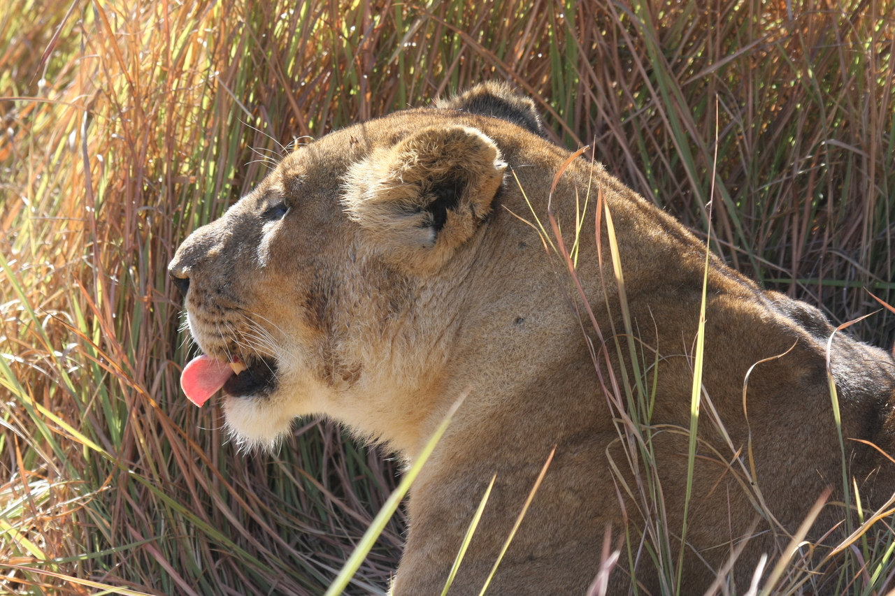 [18968] 2016_06_28_04_19_10_Africa_Canon_EOS_40D_IMG__10260.jpg