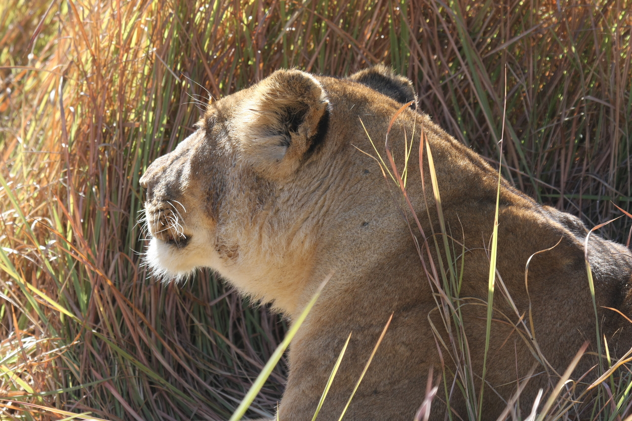 [18972] 2016_06_28_04_19_11_Africa_Canon_EOS_40D_IMG__10262.jpg