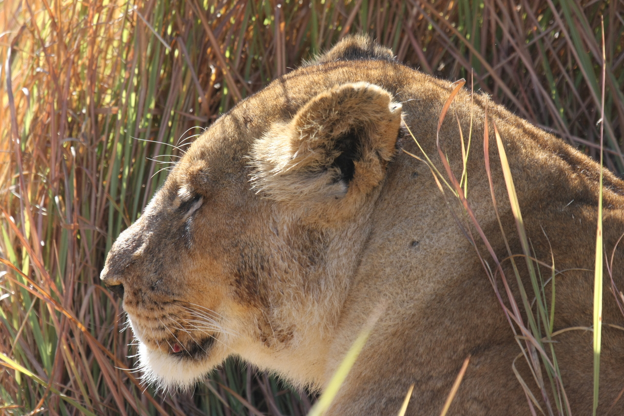 [18974] 2016_06_28_04_19_33_Africa_Canon_EOS_40D_IMG__00430.jpg