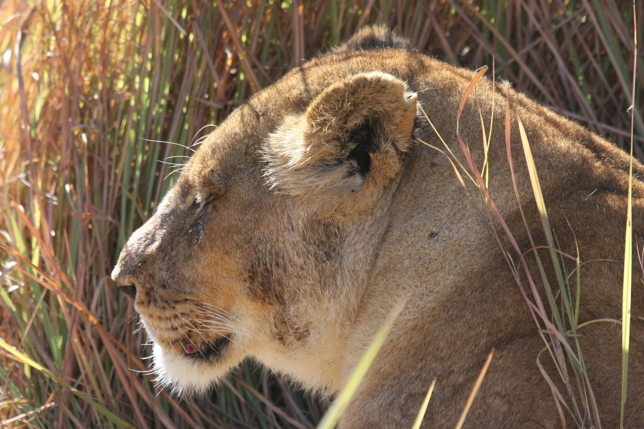 [18984] 2016_06_28_04_19_36_Africa_Canon_EOS_40D_IMG__10266.jpg