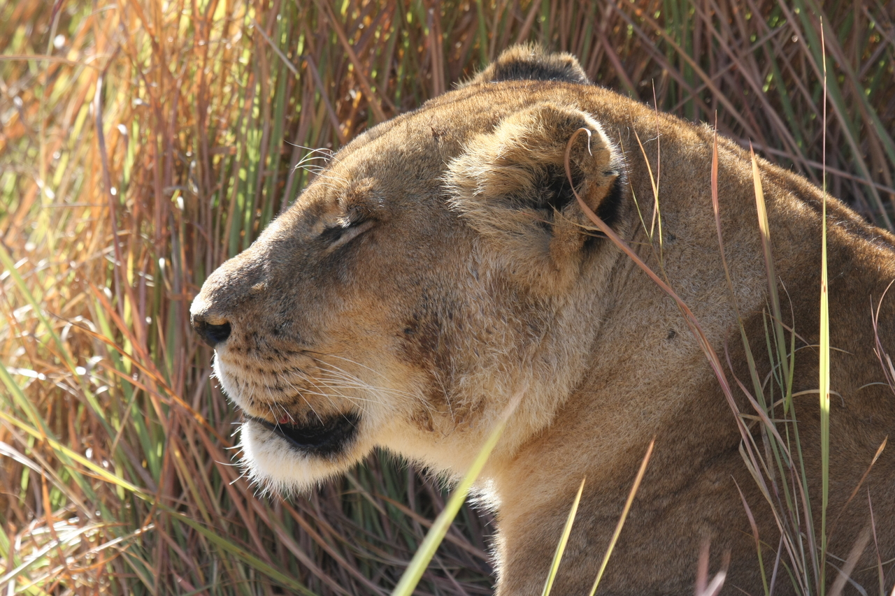 [19015] 2016_06_28_04_21_49_Africa_Canon_EOS_40D_IMG__02827.jpg