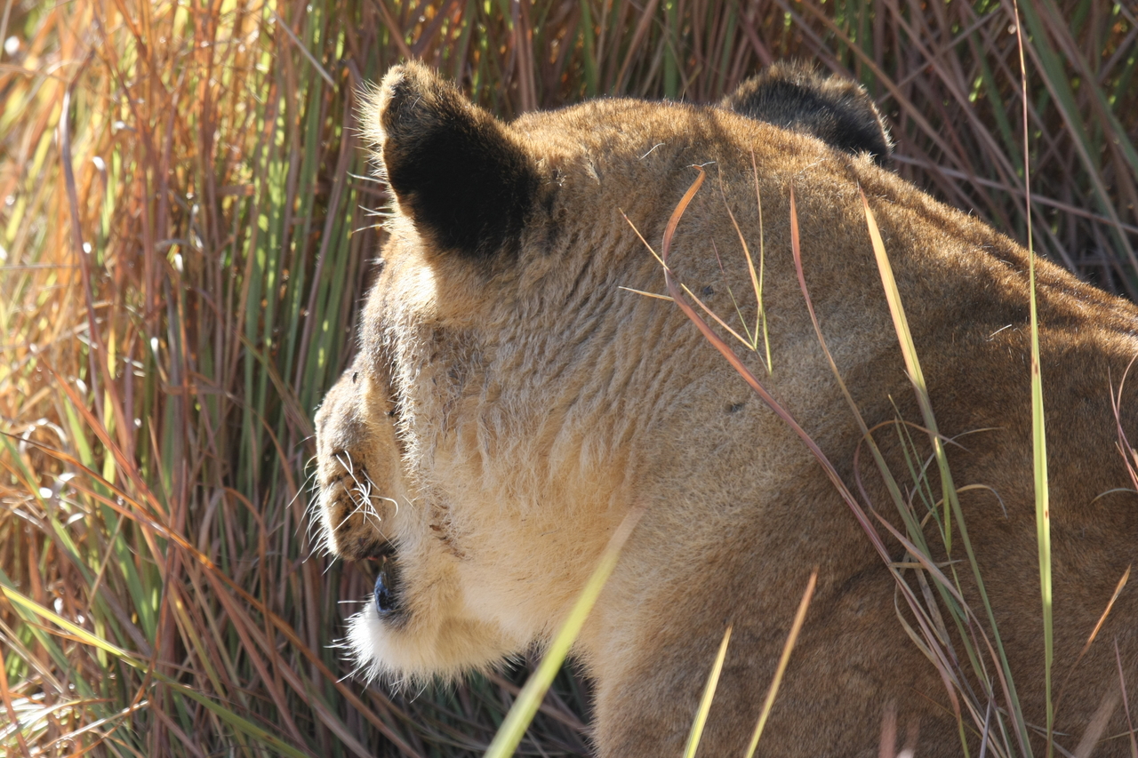 [19047] 2016_06_28_04_22_12_Africa_Canon_EOS_40D_IMG__10278.jpg