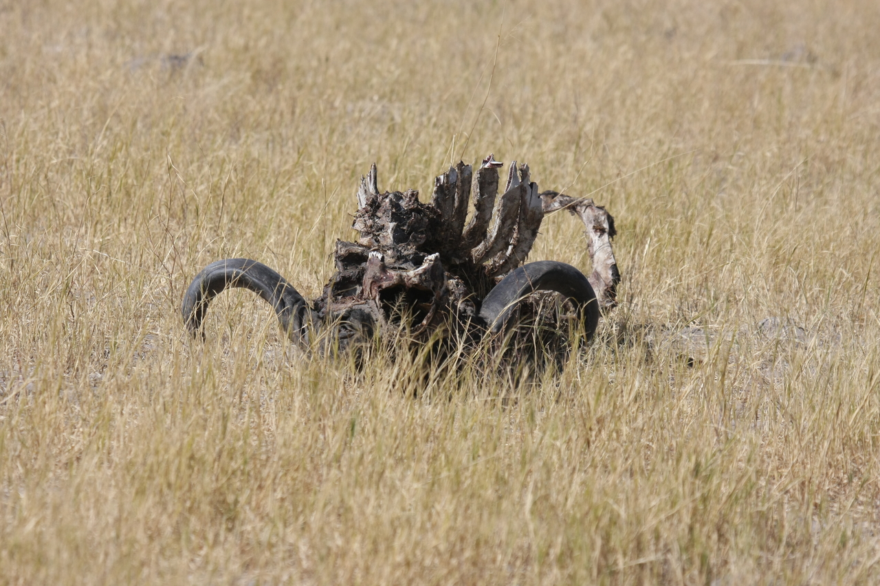 [19075] 2016_06_28_04_41_24_Africa_Canon_EOS_40D_IMG__02843.jpg