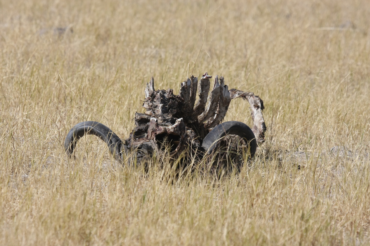 [19083] 2016_06_28_04_41_28_Africa_Canon_EOS_40D_IMG__10293.jpg