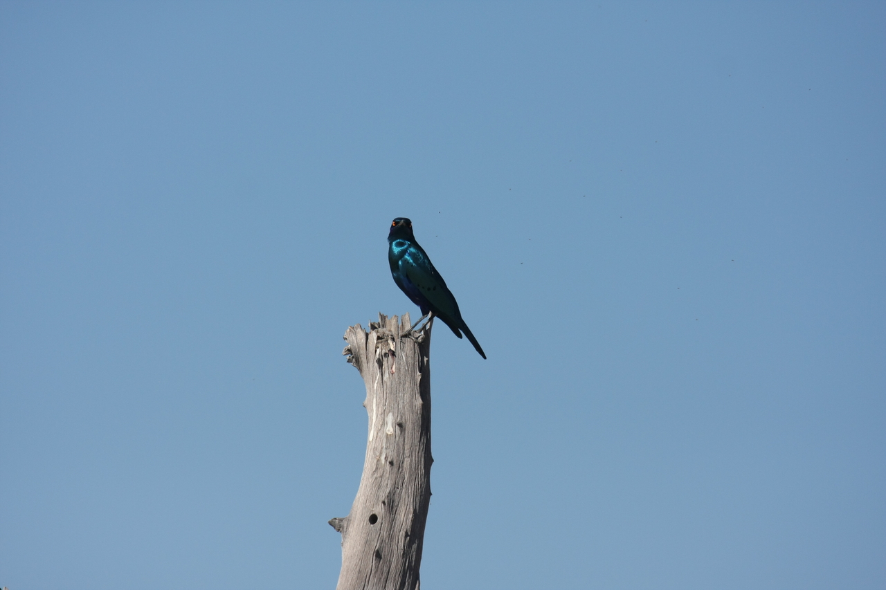 [19092] 2016_06_28_04_43_19_Africa_Canon_EOS_40D_IMG__00464.jpg