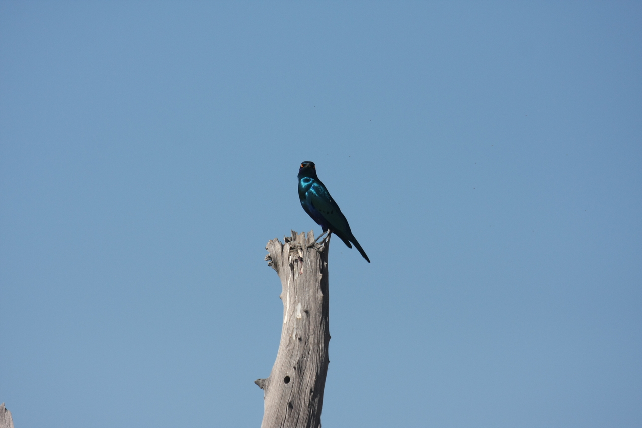 [19095] 2016_06_28_04_43_19_Africa_Canon_EOS_40D_IMG__10297.jpg