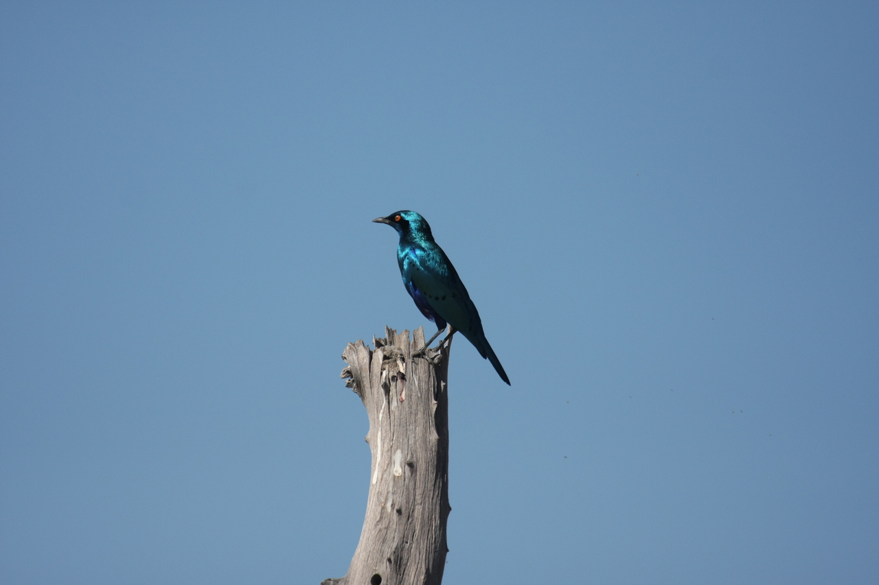 [19104] 2016_06_28_04_43_23_Africa_Canon_EOS_40D_IMG__10300.jpg