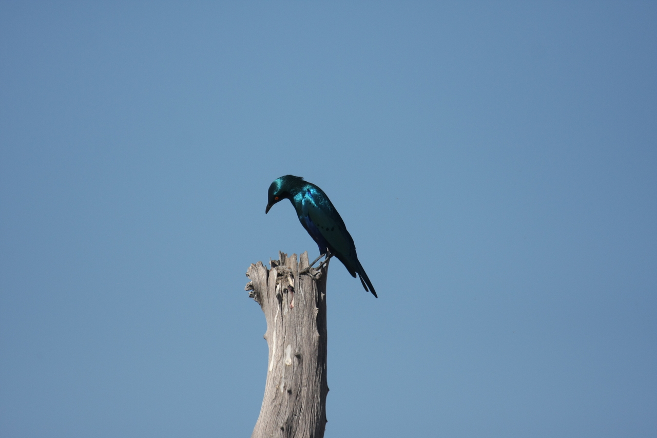 [19106] 2016_06_28_04_43_33_Africa_Canon_EOS_40D_IMG__00468.jpg