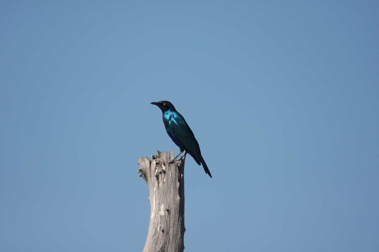 [19114] 2016_06_28_04_43_33_Africa_Canon_EOS_40D_IMG__10305.jpg