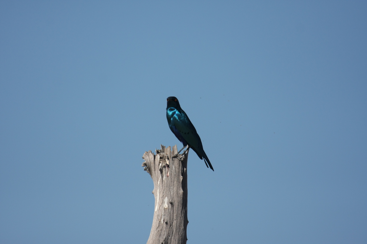 [19125] 2016_06_28_04_43_36_Africa_Canon_EOS_40D_IMG__02862.jpg