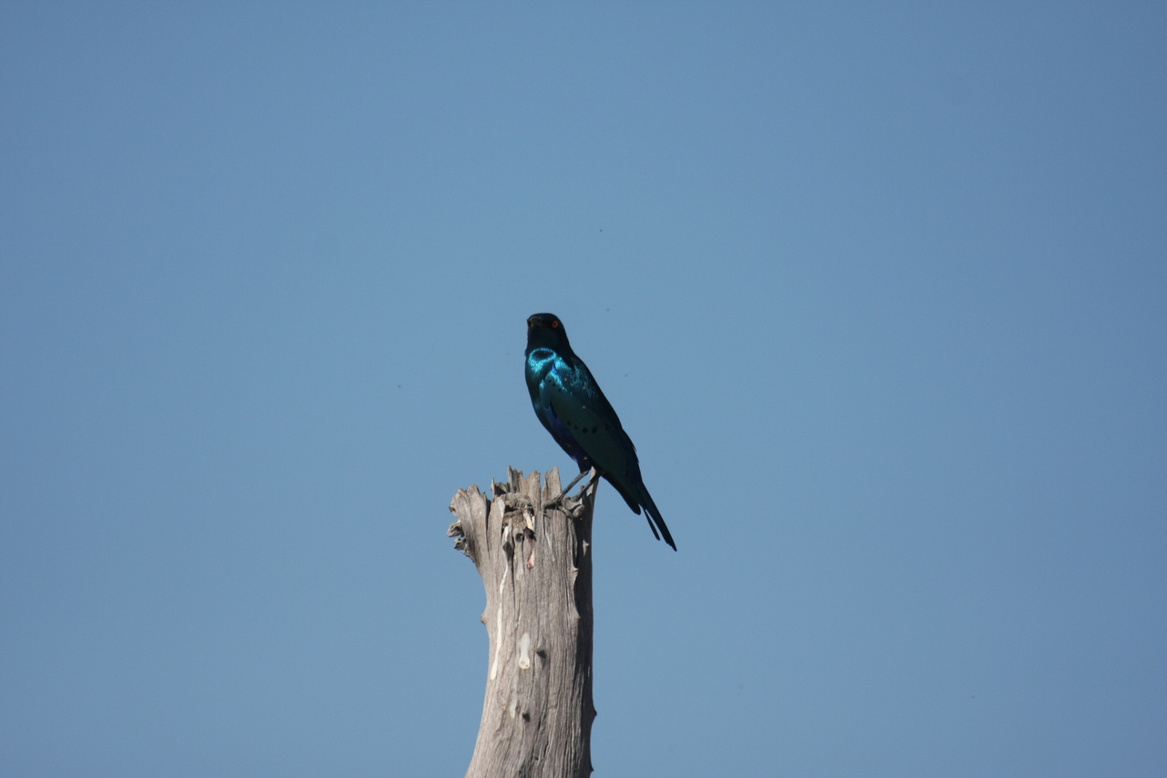 [19129] 2016_06_28_04_43_36_Africa_Canon_EOS_40D_IMG__10310.jpg