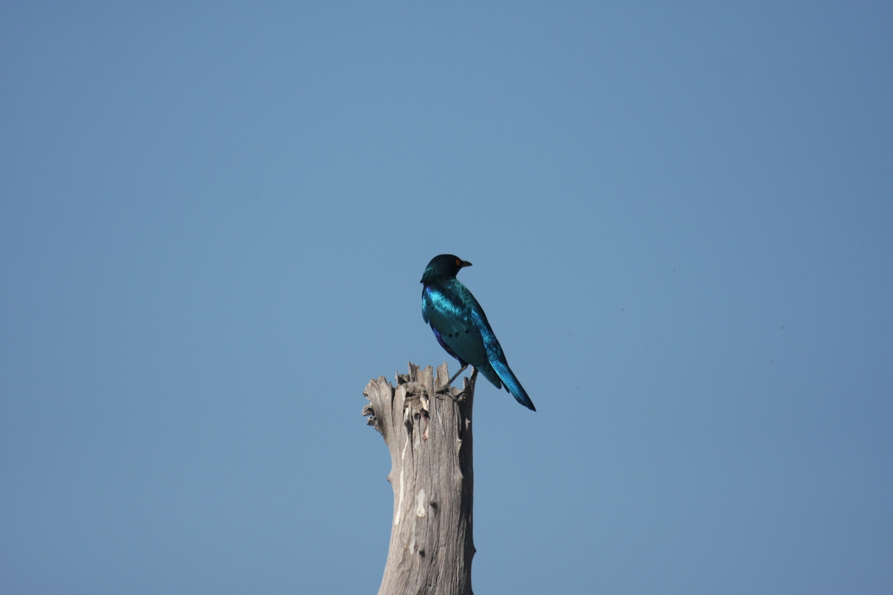 [19131] 2016_06_28_04_43_42_Africa_Canon_EOS_40D_IMG__02864.jpg