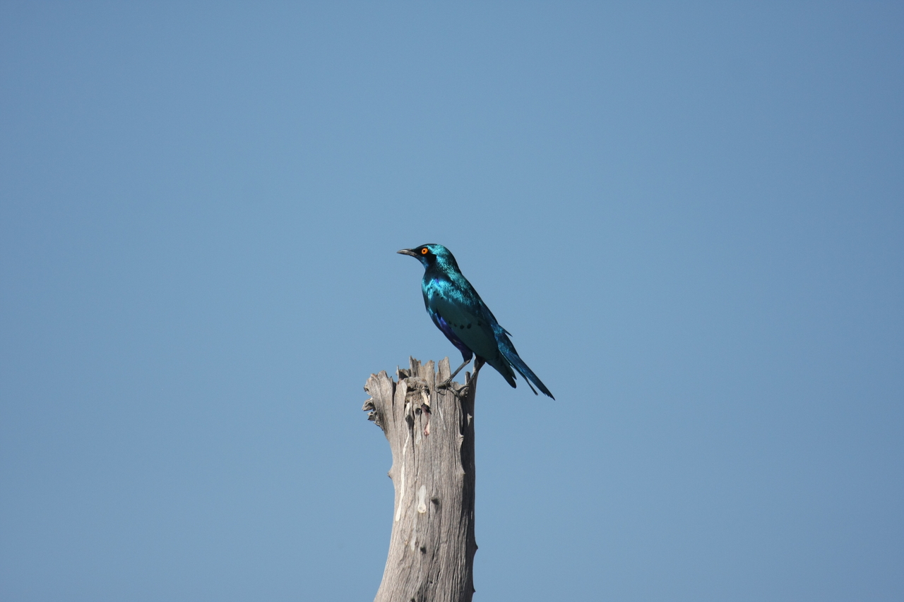 [19133] 2016_06_28_04_43_46_Africa_Canon_EOS_40D_IMG__00478.jpg