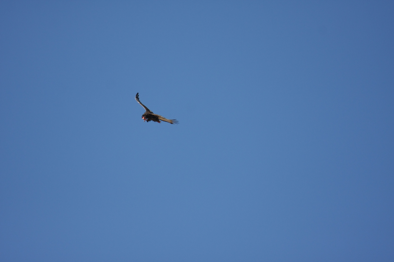 [19142] 2016_06_28_04_44_20_Africa_Canon_EOS_40D_IMG__02868.jpg