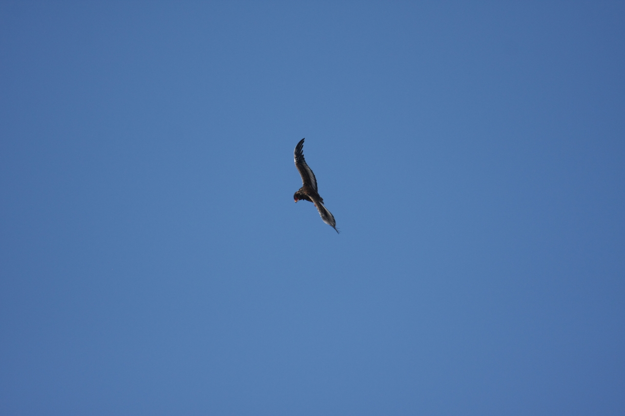 [19143] 2016_06_28_04_44_20_Africa_Canon_EOS_40D_IMG__02869.jpg