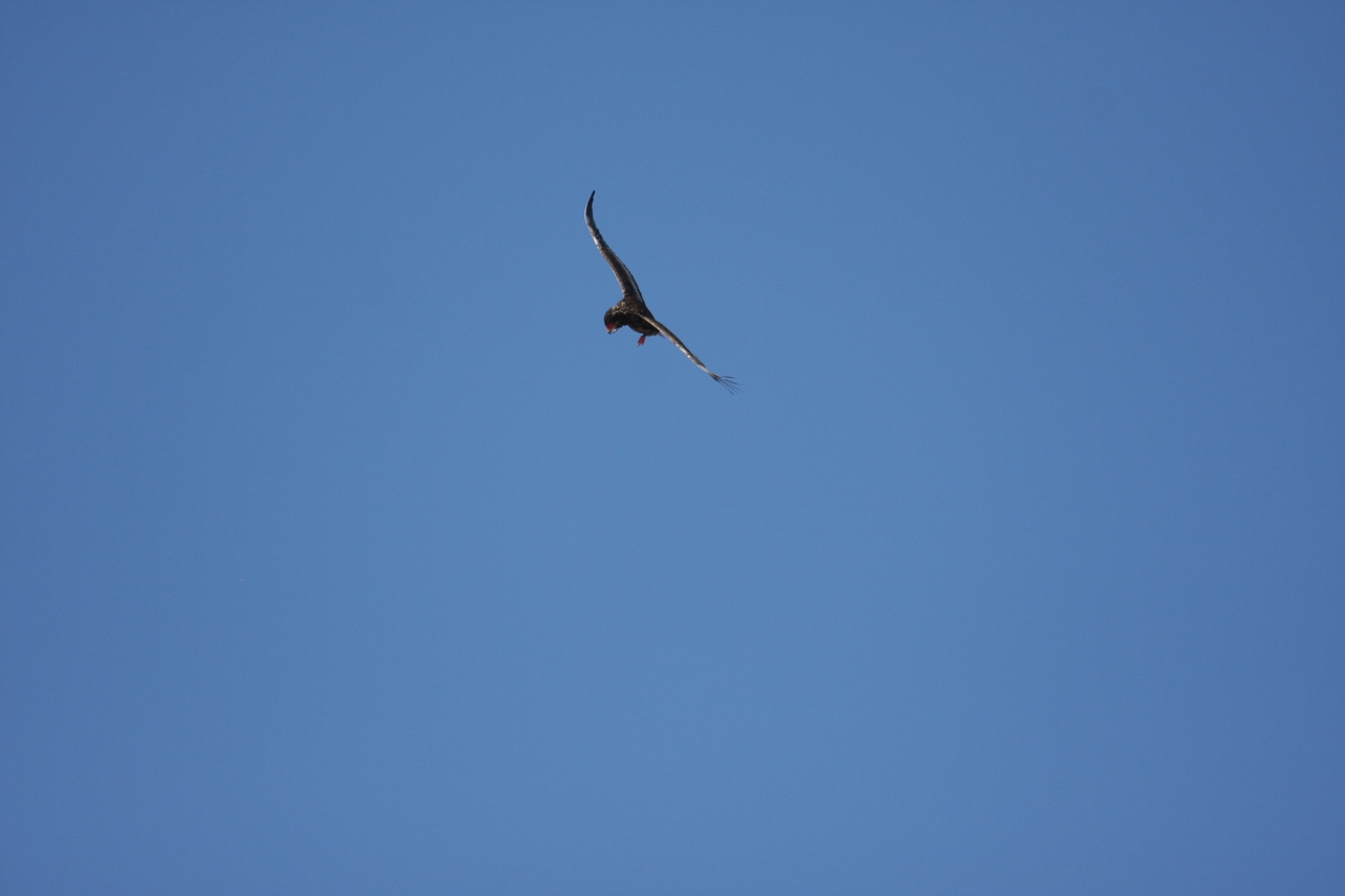 [19147] 2016_06_28_04_44_20_Africa_Canon_EOS_40D_IMG__10317.jpg