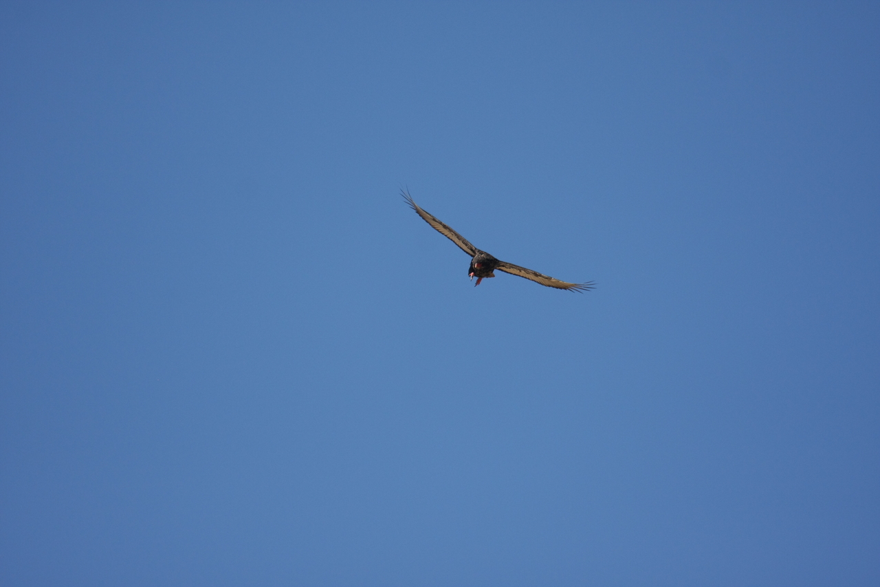 [19149] 2016_06_28_04_44_21_Africa_Canon_EOS_40D_IMG__00485.jpg