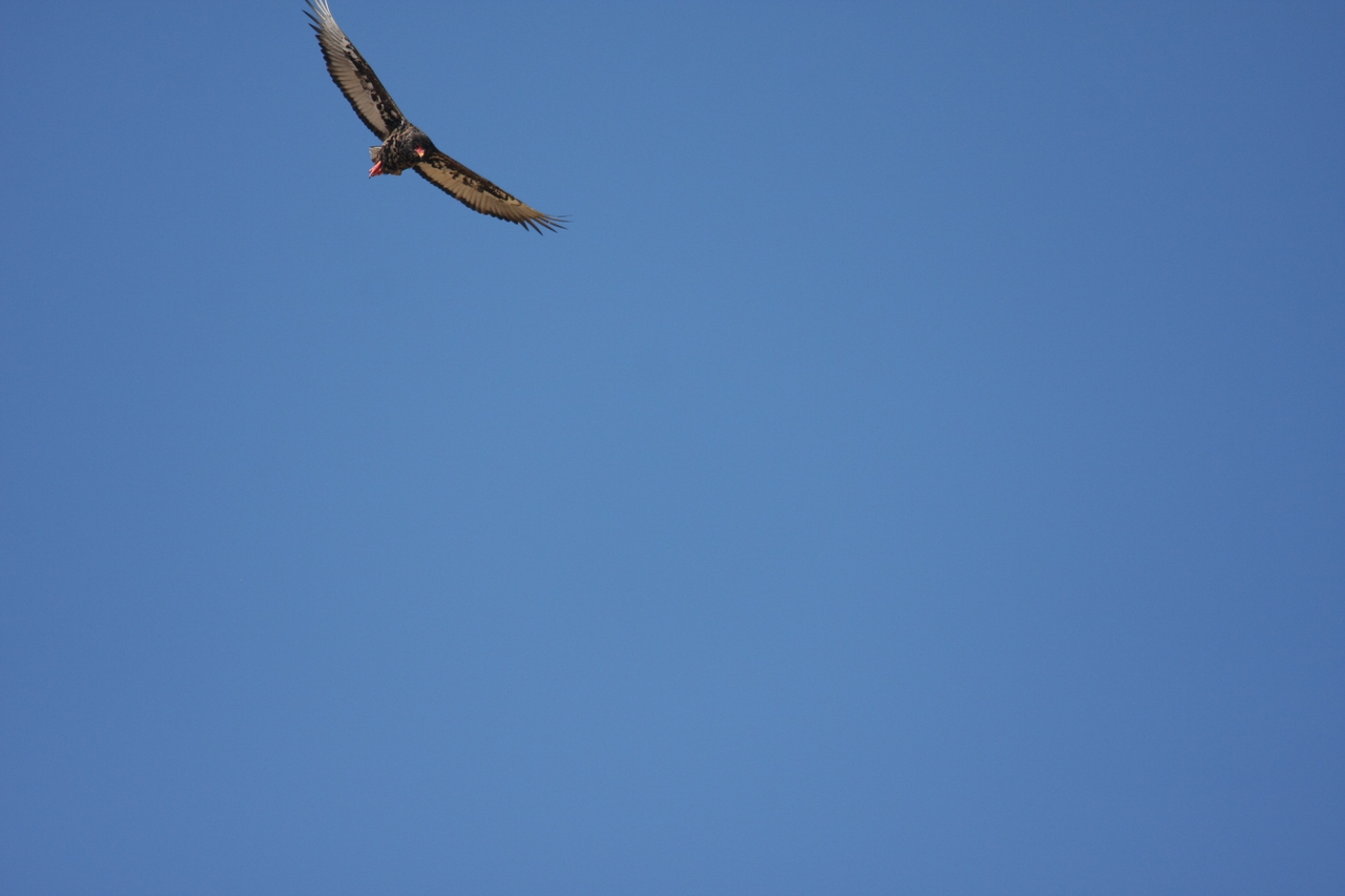 [19157] 2016_06_28_04_44_22_Africa_Canon_EOS_40D_IMG__00487.jpg