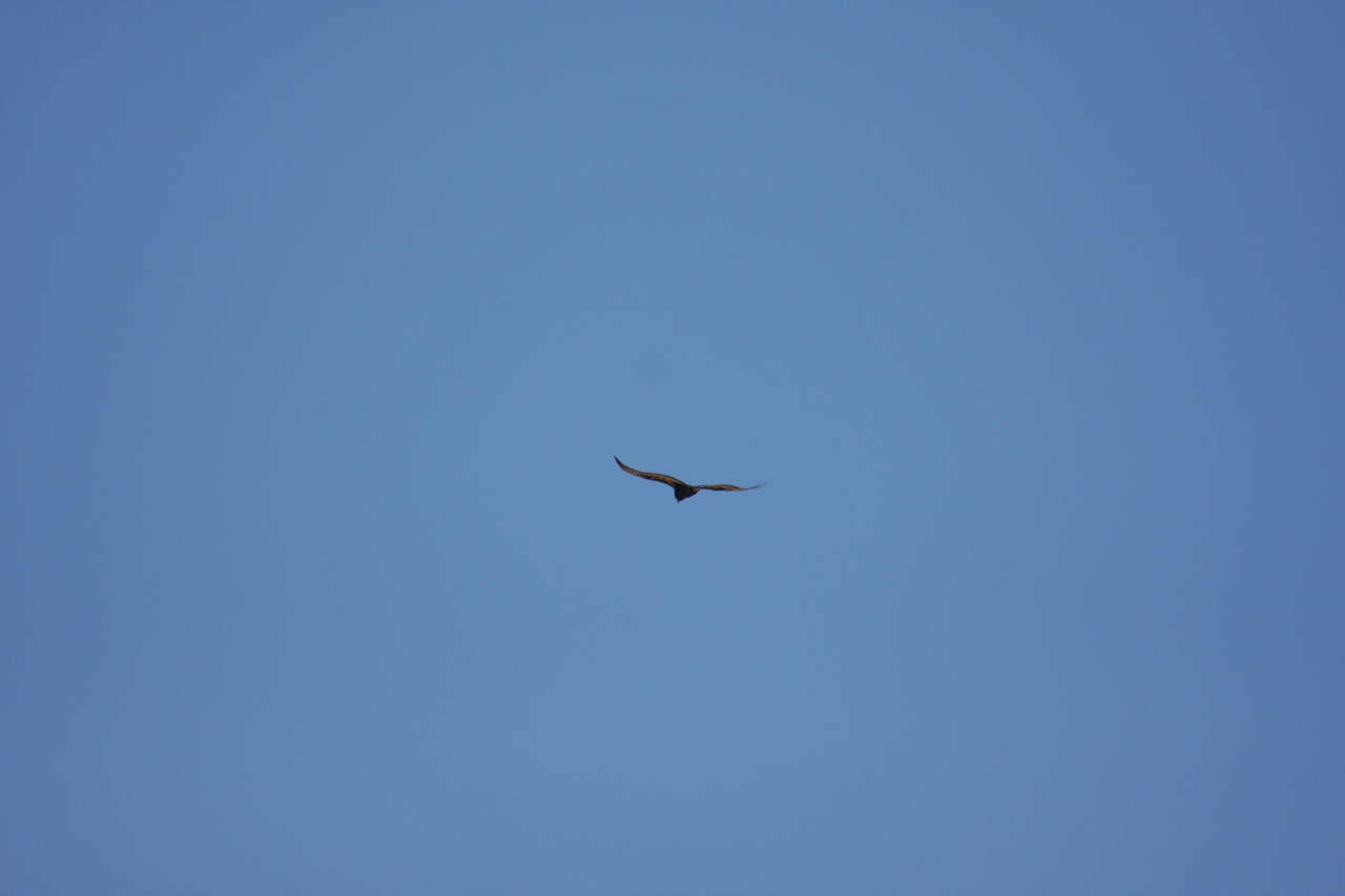 [19167] 2016_06_28_04_44_41_Africa_Canon_EOS_40D_IMG__02877.jpg