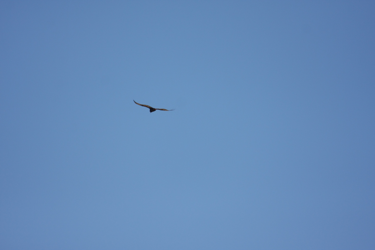 [19175] 2016_06_28_04_44_42_Africa_Canon_EOS_40D_IMG__02880.jpg