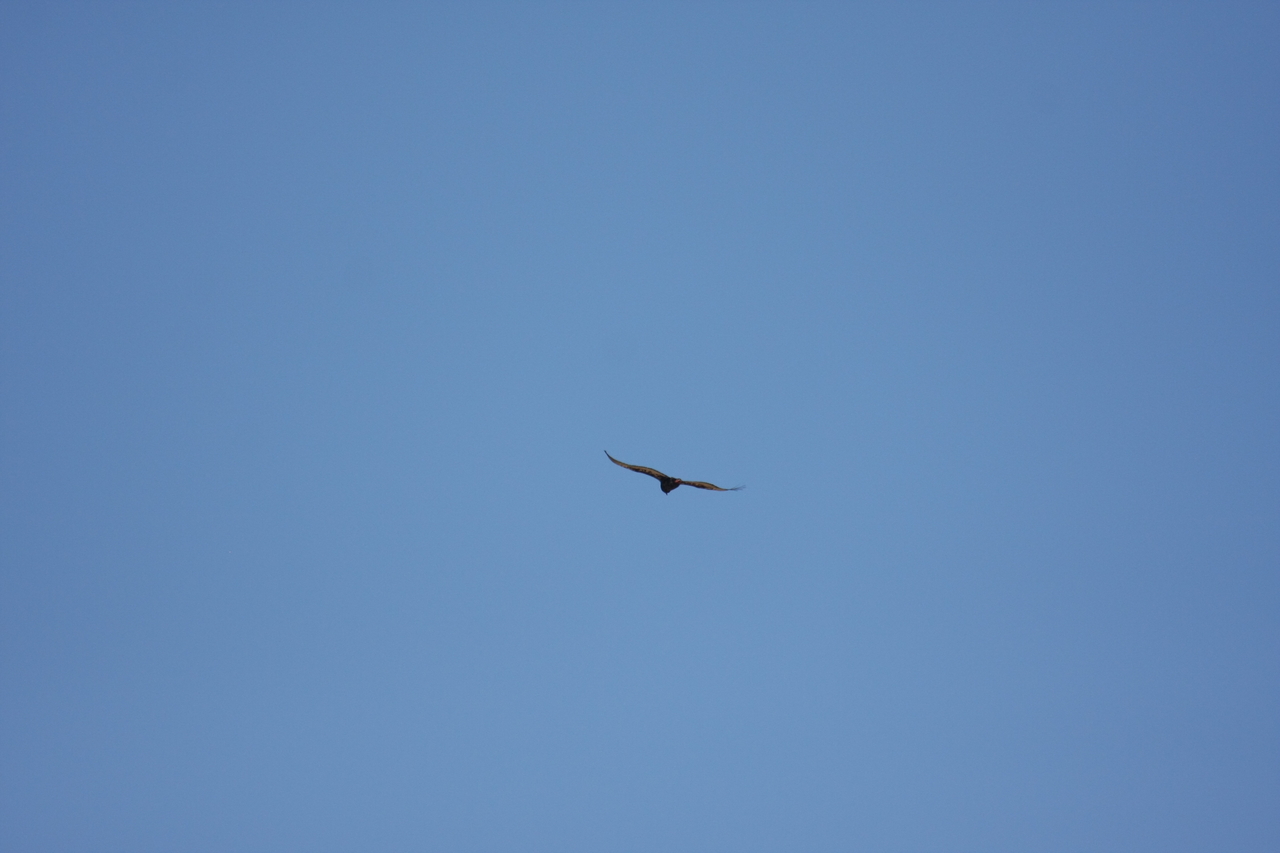 [19182] 2016_06_28_04_44_43_Africa_Canon_EOS_40D_IMG__02883.jpg