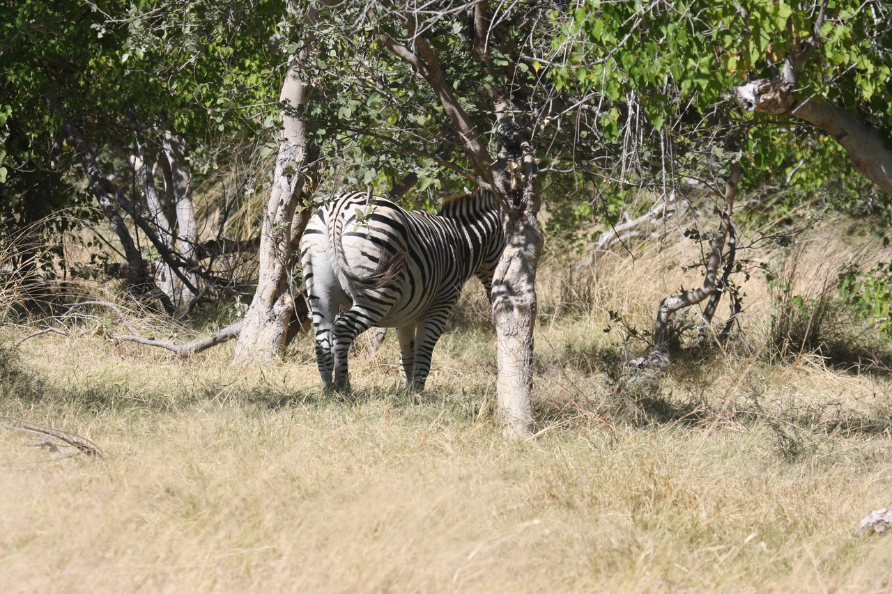 [19193] 2016_06_28_04_49_57_Africa_Canon_EOS_40D_IMG__02887.jpg