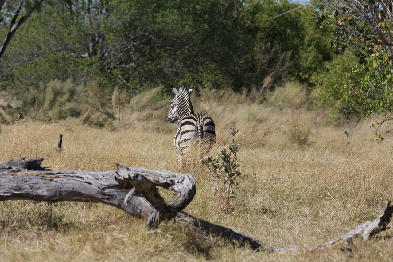 [19200] 2016_06_28_04_50_03_Africa_Canon_EOS_40D_IMG__10335.jpg