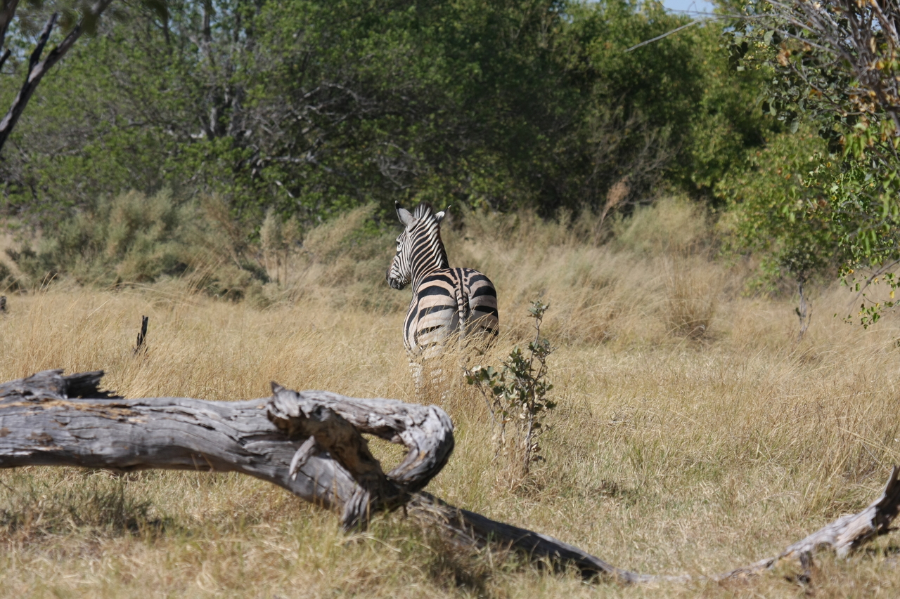 [19201] 2016_06_28_04_50_03_Africa_Canon_EOS_40D_IMG__10337.jpg