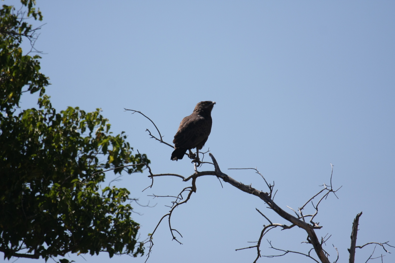 [19224] 2016_06_28_04_58_44_Africa_Canon_EOS_40D_IMG__10344.jpg