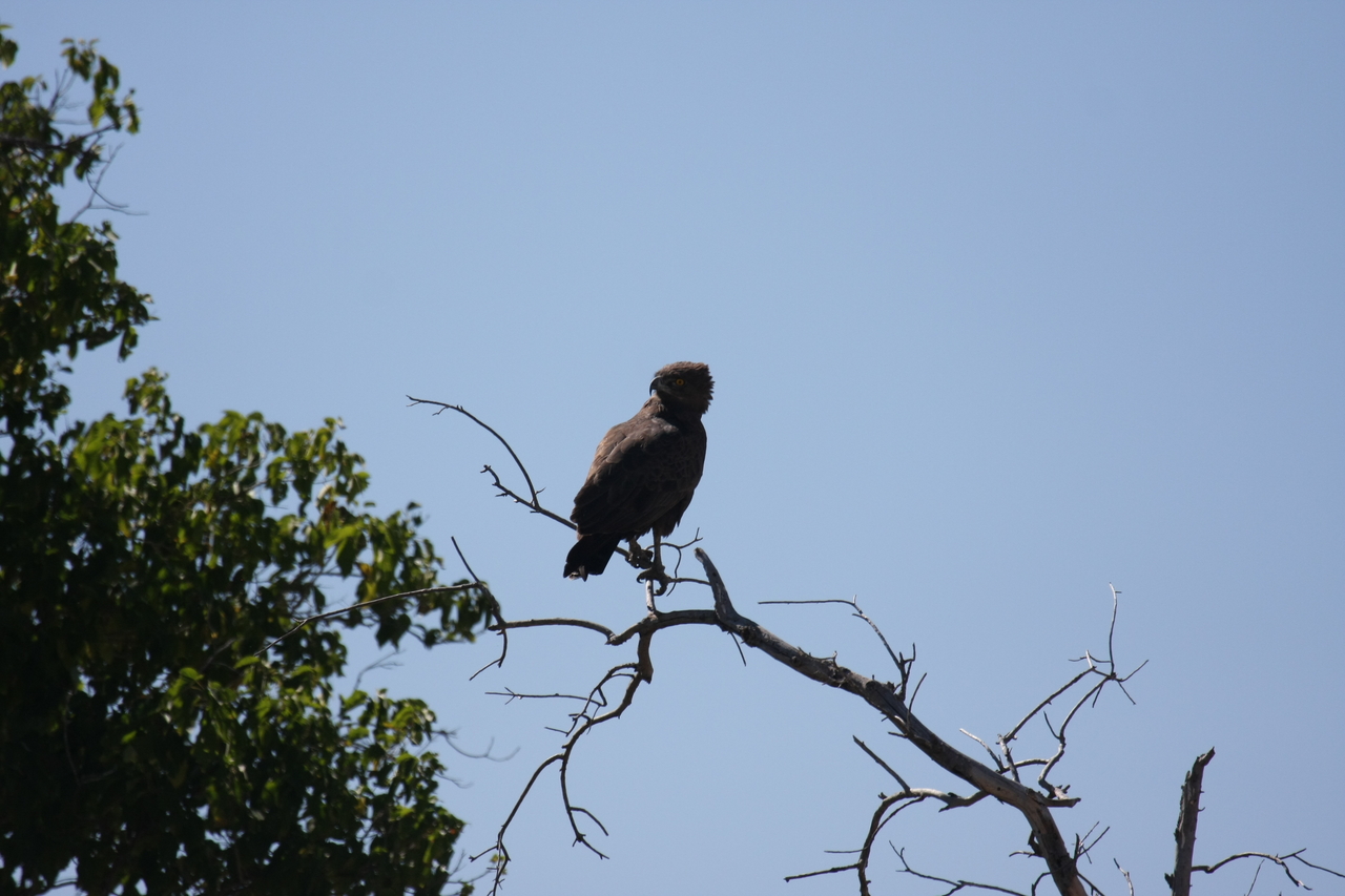 [19230] 2016_06_28_04_58_45_Africa_Canon_EOS_40D_IMG__02901.jpg