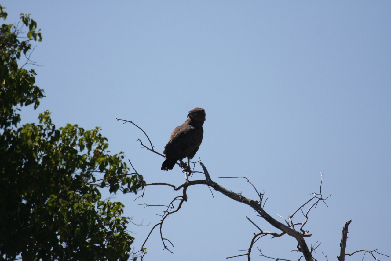 [19231] 2016_06_28_04_58_45_Africa_Canon_EOS_40D_IMG__02902.jpg