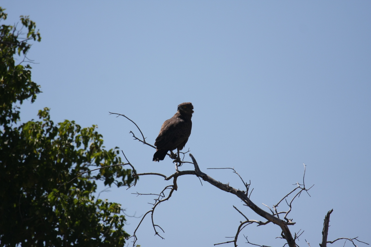 [19235] 2016_06_28_04_58_46_Africa_Canon_EOS_40D_IMG__00516.jpg