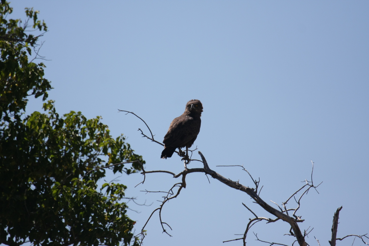 [19240] 2016_06_28_04_58_48_Africa_Canon_EOS_40D_IMG__02904.jpg