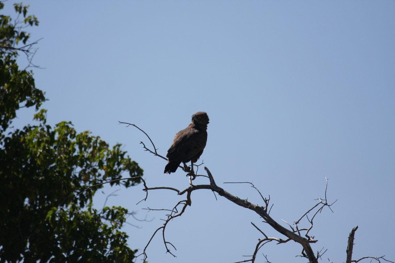 [19244] 2016_06_28_04_58_49_Africa_Canon_EOS_40D_IMG__00519.jpg