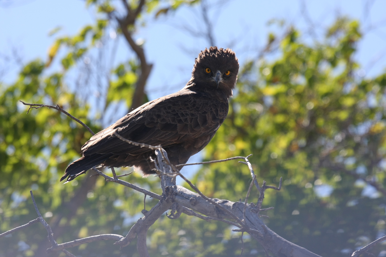 [19257] 2016_06_28_05_00_12_Africa_Canon_EOS_40D_IMG__10356.jpg