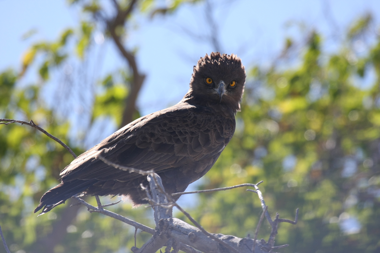 [19261] 2016_06_28_05_00_14_Africa_Canon_EOS_40D_IMG__10359.jpg