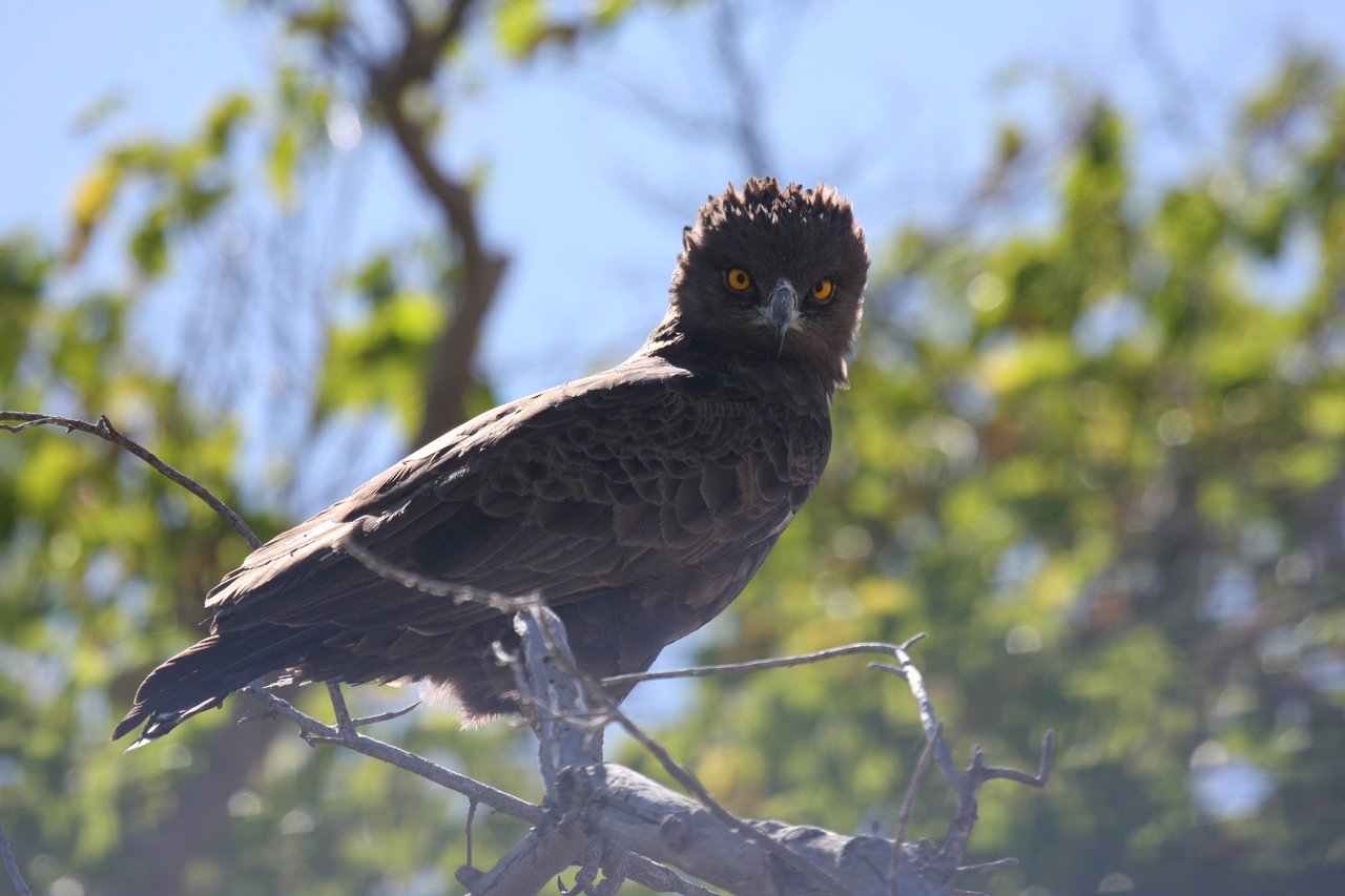 [19262] 2016_06_28_05_00_15_Africa_Canon_EOS_40D_IMG__00526.jpg