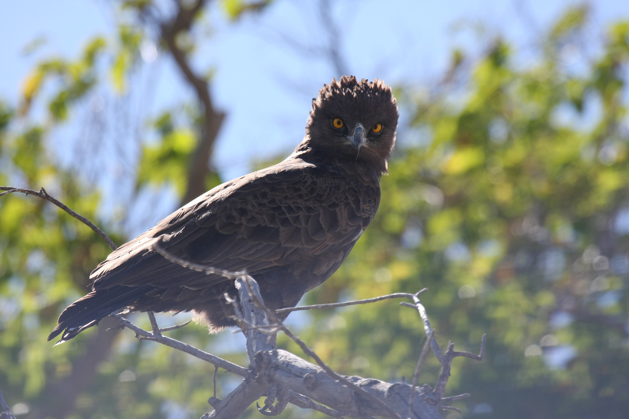 [19264] 2016_06_28_05_00_15_Africa_Canon_EOS_40D_IMG__00528.jpg