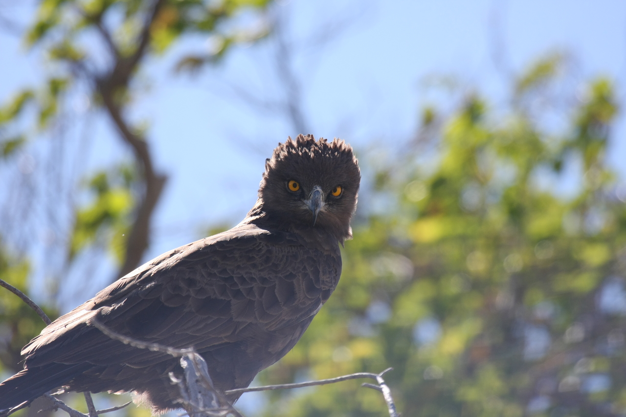 [19278] 2016_06_28_05_00_18_Africa_Canon_EOS_40D_IMG__10364.jpg