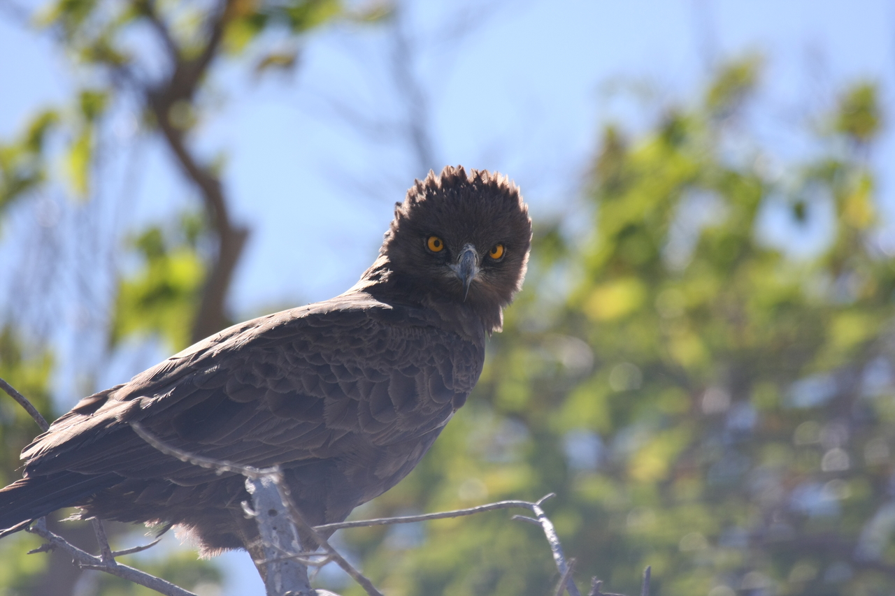 [19289] 2016_06_28_05_00_23_Africa_Canon_EOS_40D_IMG__00536.jpg