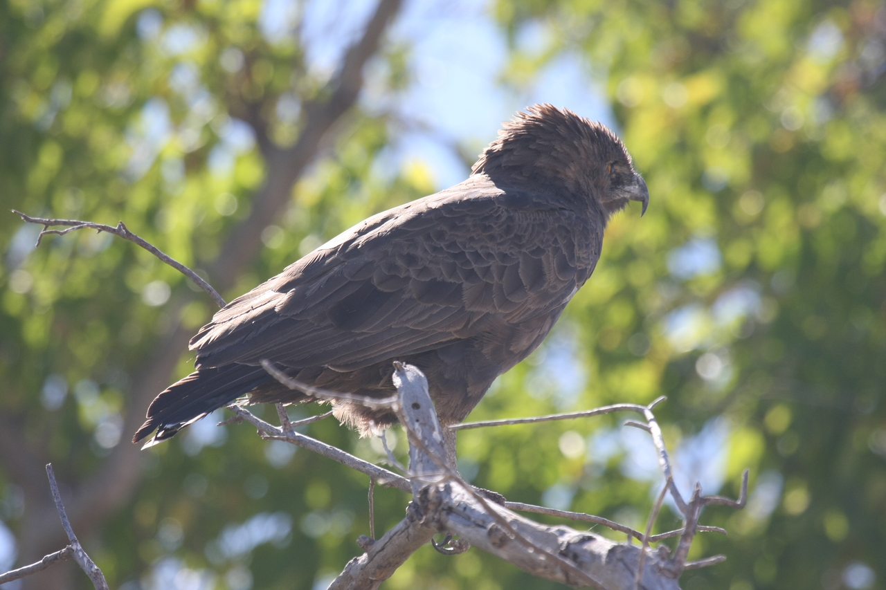 [19299] 2016_06_28_05_00_52_Africa_Canon_EOS_40D_IMG__00540.jpg